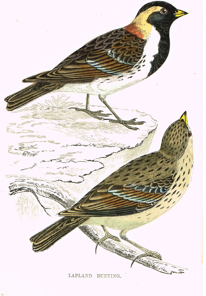 Rev. Morris's History of British Birds - "MONTAGU'S HARRIER" - H-Col. Eng. - 1865