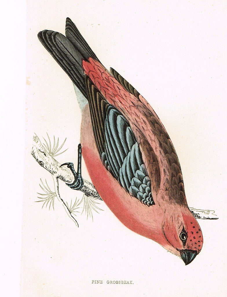 Rev. Morris's History of British Birds - "PINE GROSSBEAK" - H-Col. Eng. - 1865