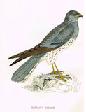 Rev. Morris's History of British Birds - "SPINE-TAILED SWALLOW" - H-Col. Eng. - 1865