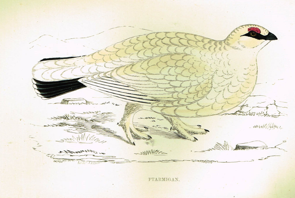Rev. Morris's History of British Birds - "PTARMIGAN" - H-Col. Eng. - 1865