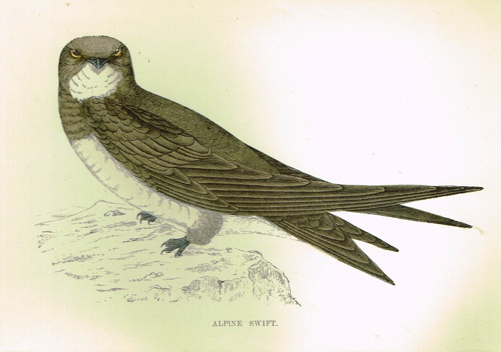 Rev. Morris's History of British Birds - "ALPINE SWIFT" - H-Col. Eng. - 1865