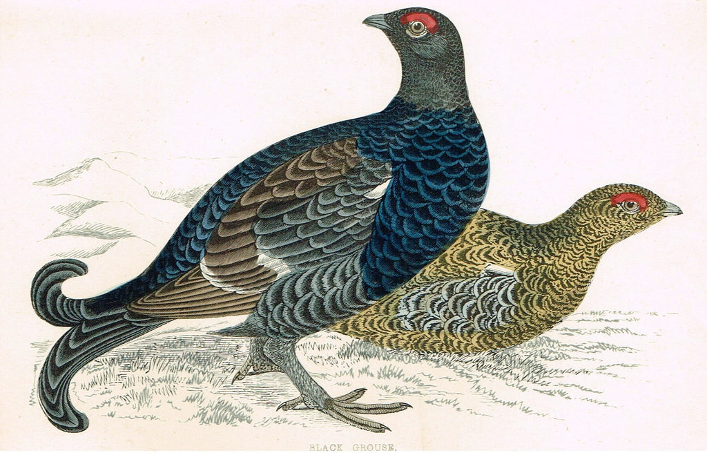 Rev. Morris's History of British Birds - "BLACK GROUSE" - H-Col. Eng. - 1865