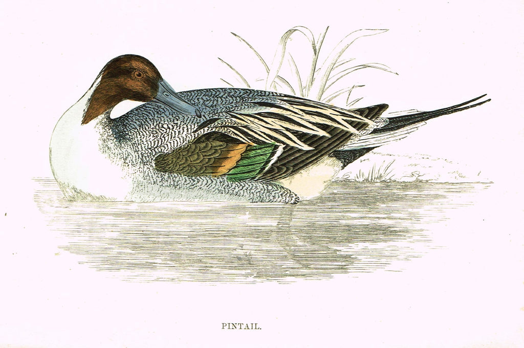 Rev. Morris's History of British Birds - "PINTAIL" - H-Col. Eng. - 1865