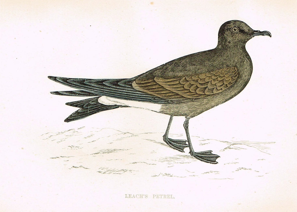 Rev. Morris's History of British Birds - "LEACH'S PETREL" - H-Col. Eng. - 1865