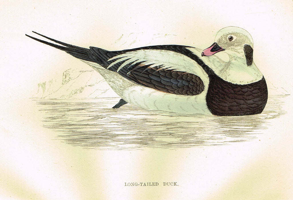 Rev. Morris's History of British Birds - "LONG-TAILED DUCK" - H-Col. Eng. - 1865