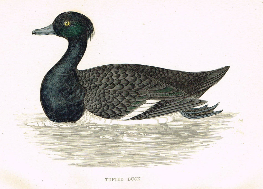 Rev. Morris's History of British Birds - "TUFTED DUCK" - H-Col. Eng. - 1865