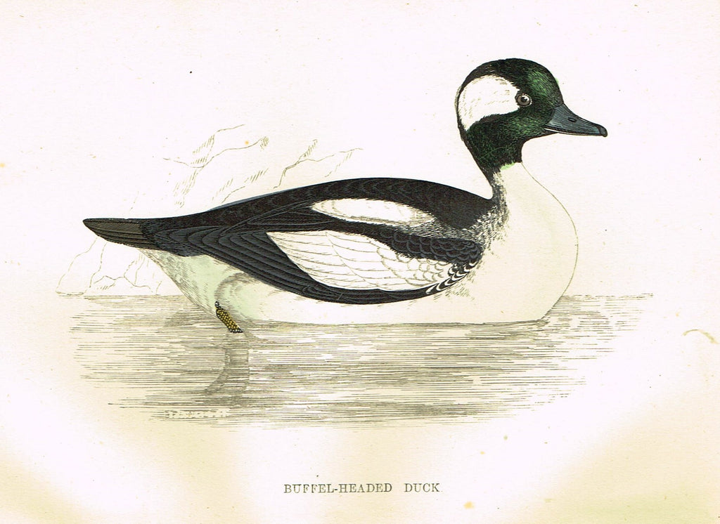 Rev. Morris's History of British Birds - "BUFFEL-HEADED DUCK" - H-Col. Eng. - 1865