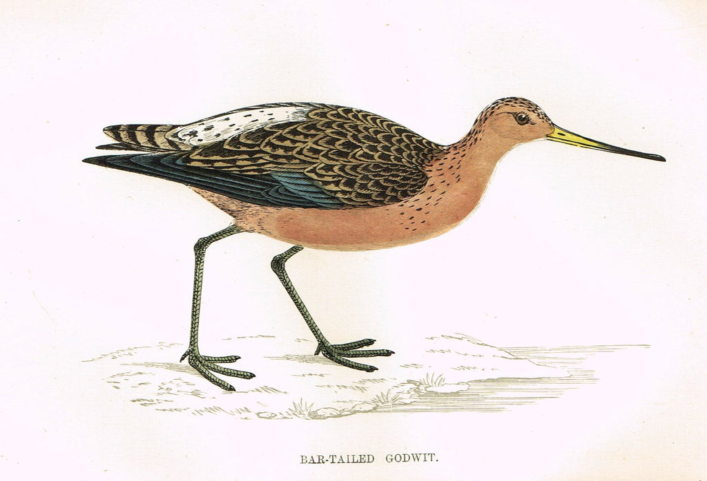 Rev. Morris's History of British Birds - "BAR-TAILED GODWIT" - H-Col. Eng. - 1865