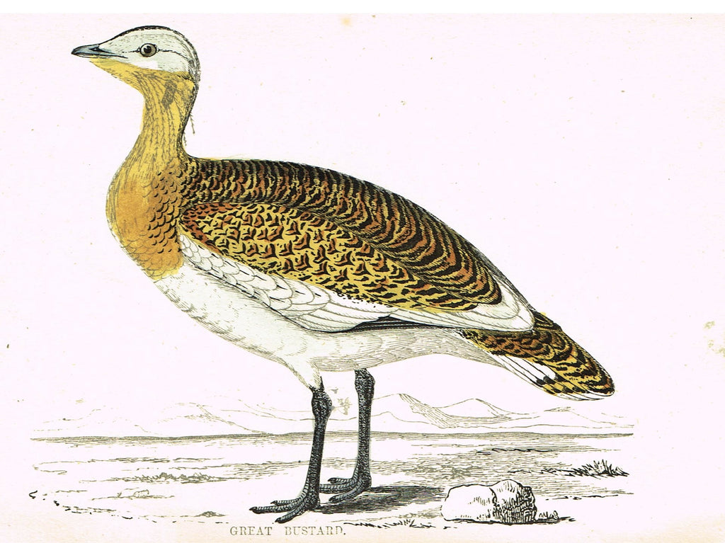 Rev. Morris's History of British Birds - "GREAT BUSTARD" - H-Col. Eng. - 1865