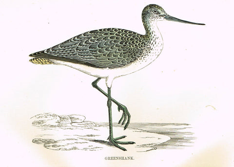 Rev. Morris's History of British Birds - "GREENSHANK" - H-Col. Eng. - 1865