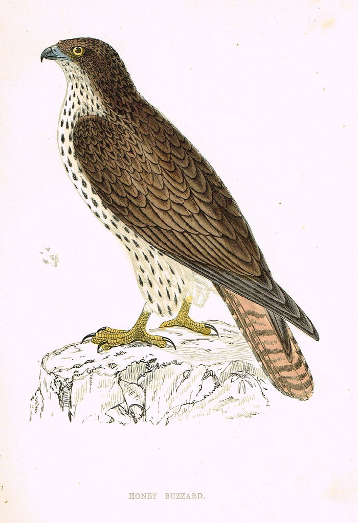 Rev. Morris's History of British Birds - "HONEY BUZZARD" - H-Col. Eng. - 1865