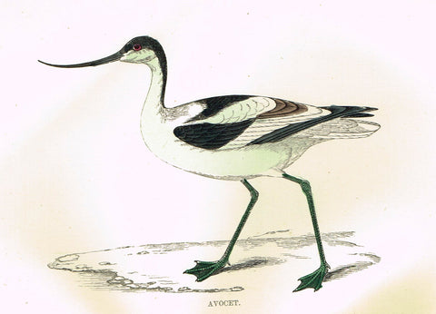 Rev. Morris's History of British Birds - "AVOCET" - H-Col. Eng. - 1865