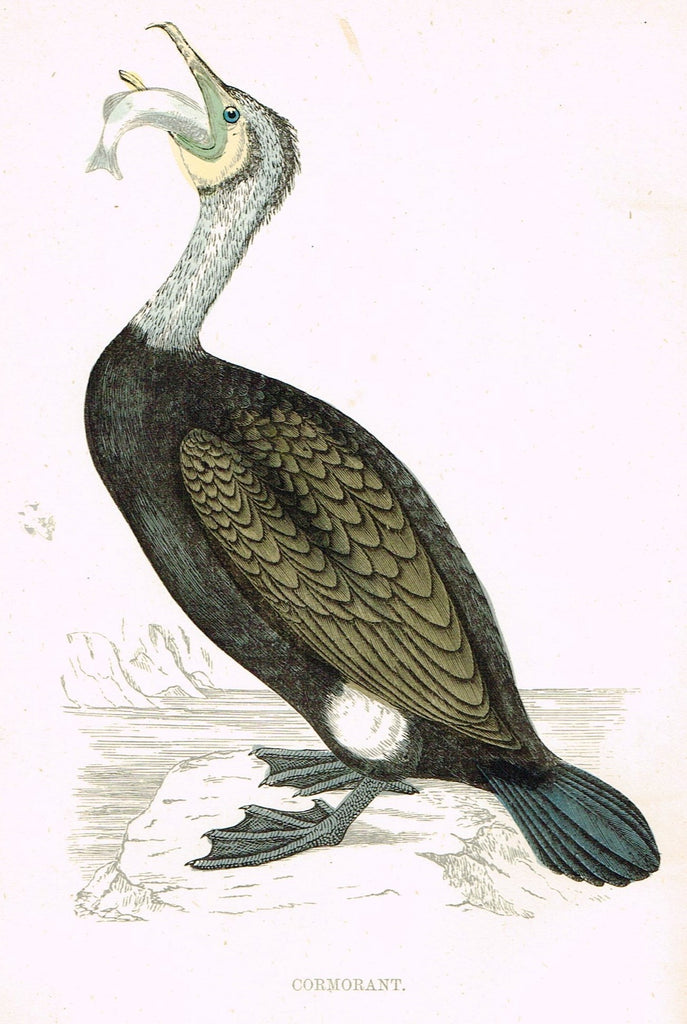 Rev. Morris's History of British Birds - "CORMORANT" - H-Col. Eng. - 1865