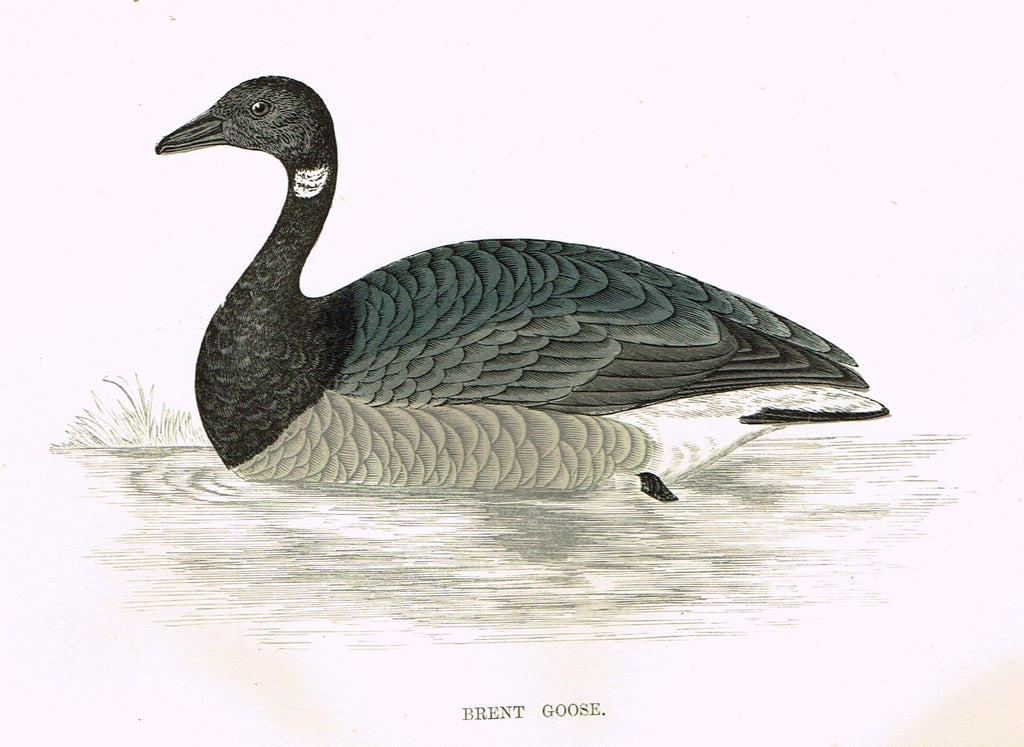 Rev. Morris's History of British Birds - "BRENT GOOSE" - H-Col. Eng. - 1865