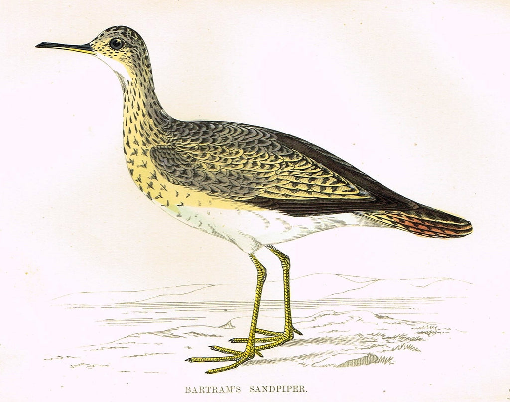 Rev. Morris's History of British Birds - "BARTRAM'S SANDPIPER" - H-Col. Eng. - 1865