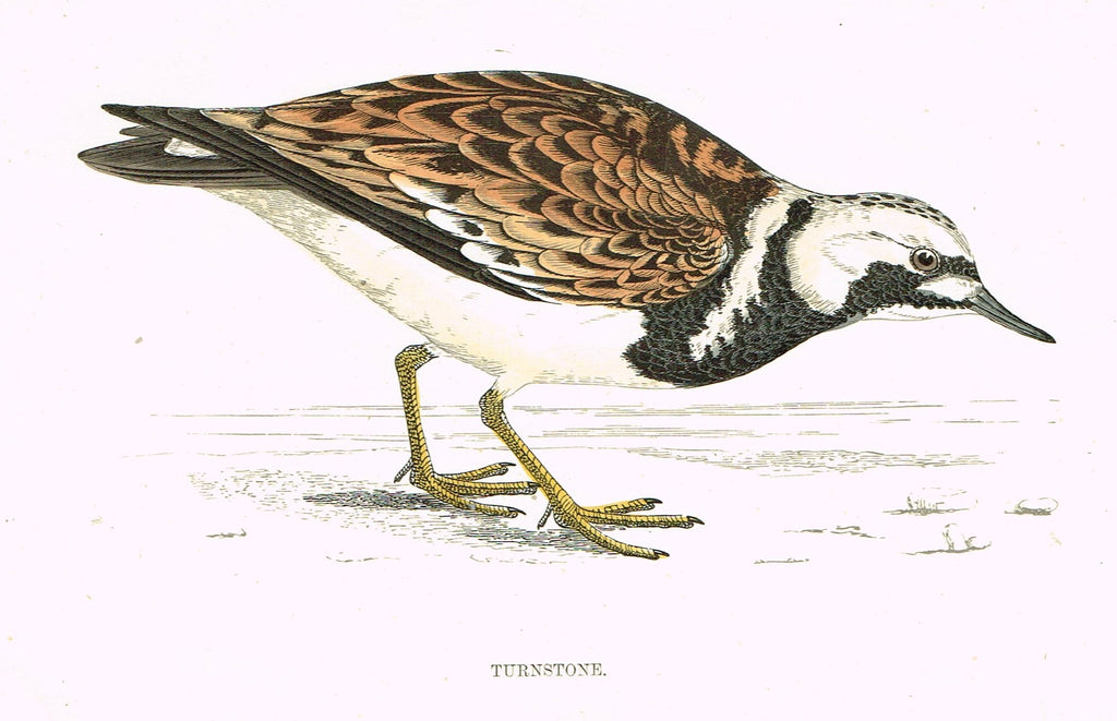 Rev. Morris's History of British Birds - "TURNSTONE" - H-Col. Eng. - 1865