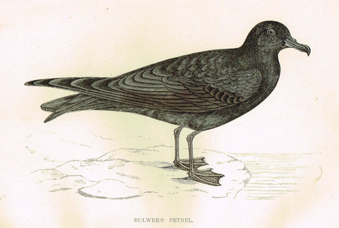 Rev. Morris's History of British Birds - "BULWAR'S PETREL" - H-Col. Eng. - 1865