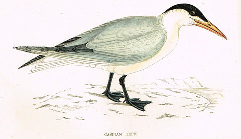 Rev. Morris's History of British Birds - "CASPIAN TERN" - H-Col. Eng. - 1865