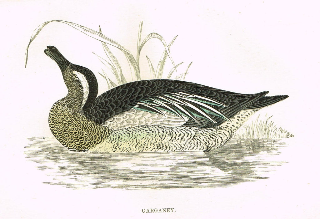 Rev. Morris's History of British Birds - "GARGANEY" - H-Col. Eng. - 1865