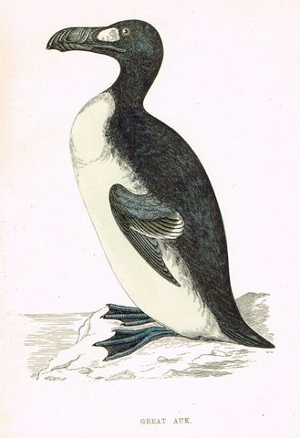 Rev. Morris's History of British Birds - "GREAT AUK" - H-Col. Eng. - 1865