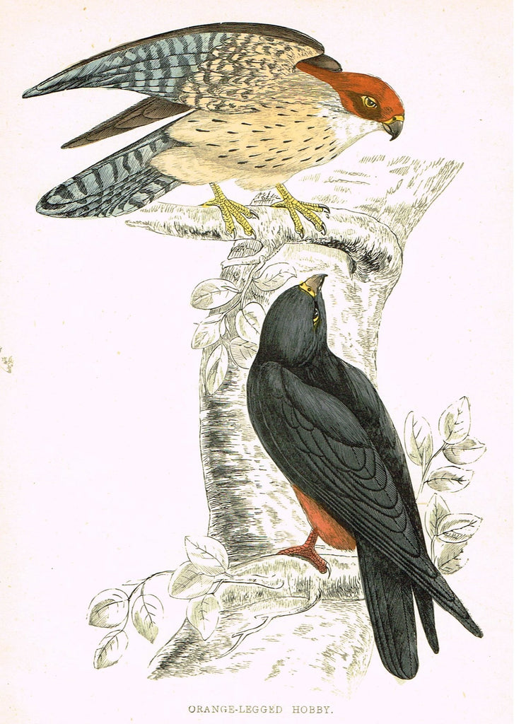 Rev. Morris's History of British Birds - "ORANGE LEGGED HOBBY" - H-Col. Eng. - 1865