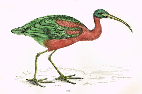 Rev. Morris's History of British Birds - "IBIS" - H-Col. Eng. - 1865