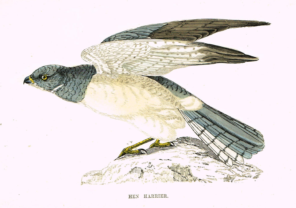 Rev. Morris's History of British Birds - "HEN HARRIER" - H-Col. Eng. - 1865