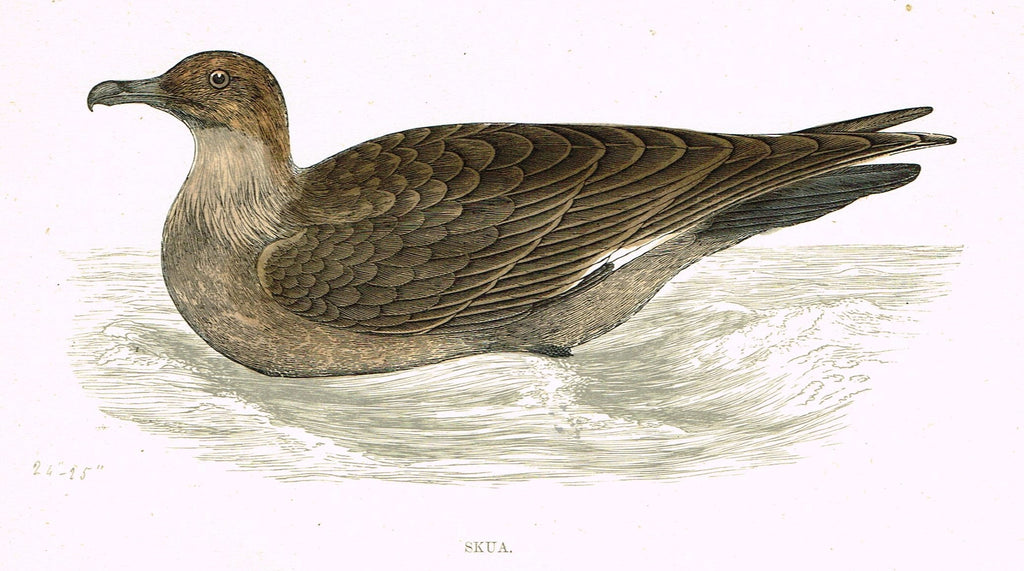 Rev. Morris's History of British Birds - "SKUA" - H-Col. Eng. - 1865