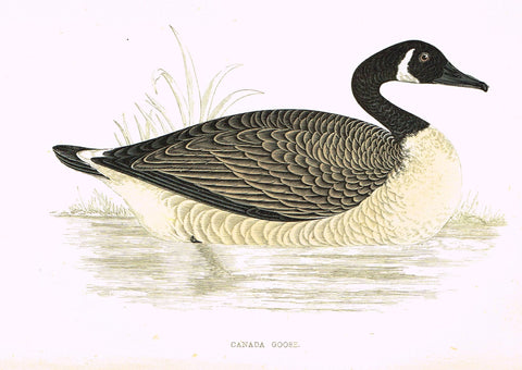Rev. Morris's History of British Birds - "CANADA GOOSE" - H-Col. Eng. - 1865