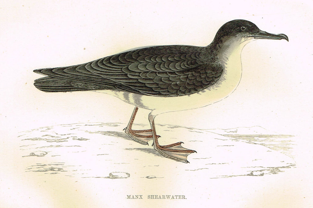 Rev. Morris's History of British Birds - "MANX SHEARWATER" - H-Col. Eng. - 1865