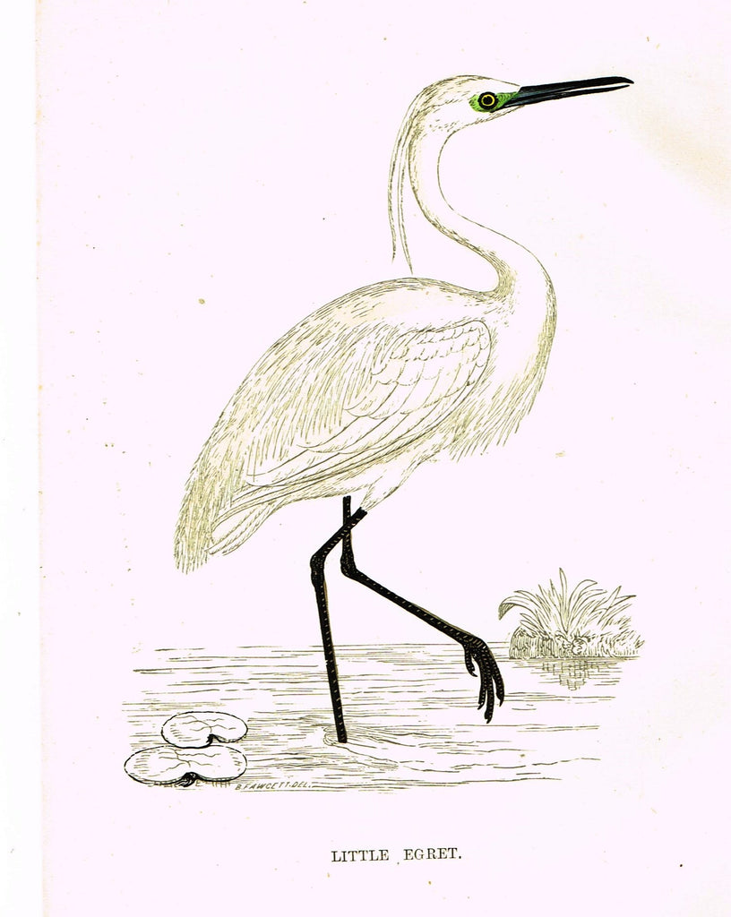 Rev. Morris's History of British Birds - "LITTLE EGRET" - H-Col. Eng. - 1865