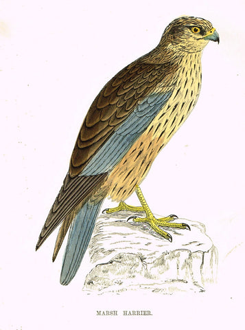 Rev. Morris's History of British Birds - "MARSH HARRIER" - H-Col. Eng. - 1865