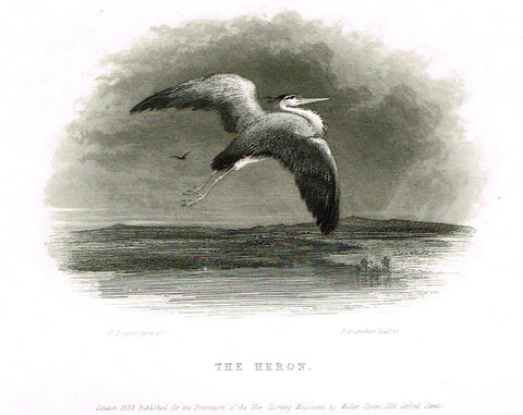 Ackermann's Sporting Magazine - Birds & Hunting - "THE HERON" - Steel Engraving - c1838 - Sandtique-Rare-Prints and Maps