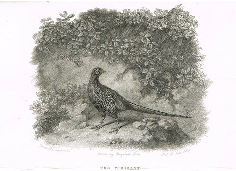 Ackermann's Sporting Magazine - Birds & Hunting - "THE PHEASANT" - Steel Engraving - c1838 - Sandtique-Rare-Prints and Maps