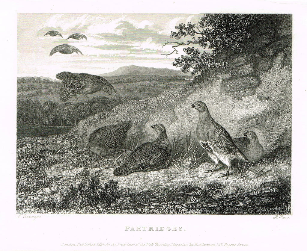 Ackermann's Sporting Magazine - Birds & Hunting - "PARTRIDGES" - Steel Engraving - c1838 - Sandtique-Rare-Prints and Maps
