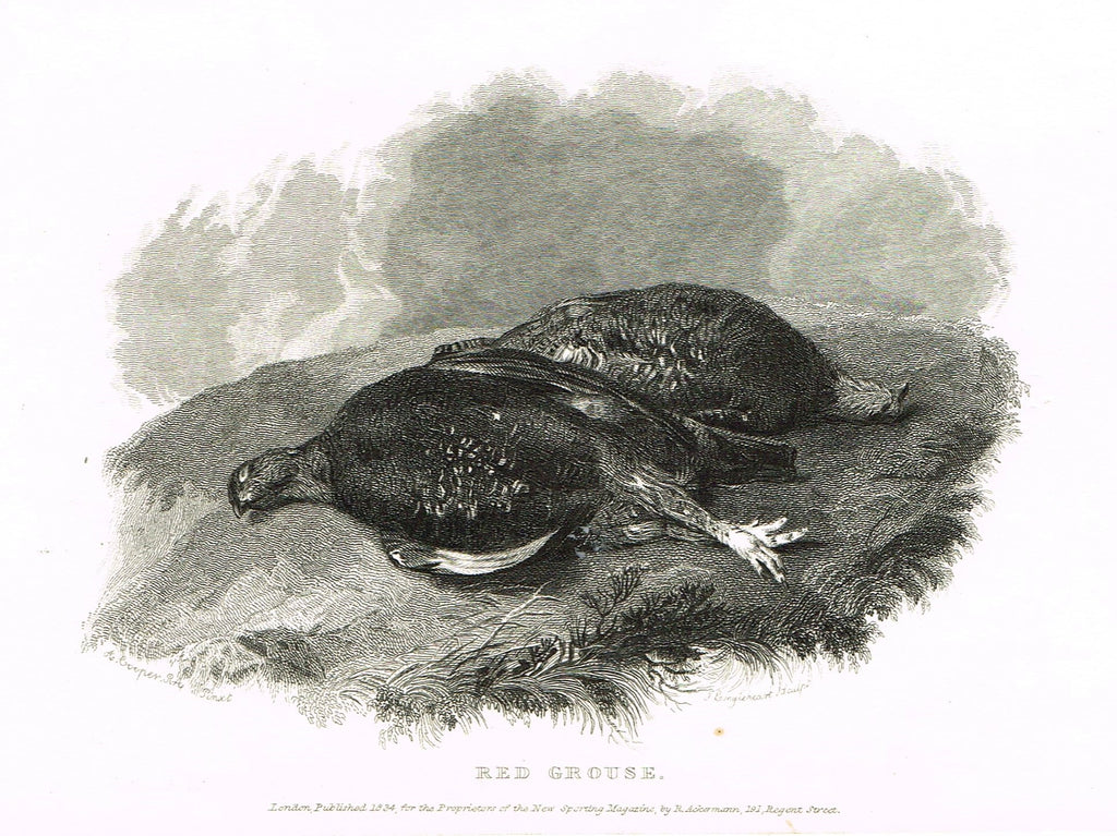 Ackermann's Sporting Magazine - Birds & Hunting - "RED GROUSE" - Steel Engraving - c1838 - Sandtique-Rare-Prints and Maps