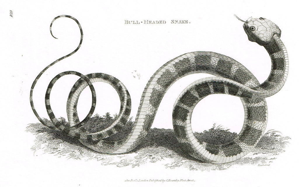 Shaw's Snakes - "BULL-HEADED SNAKE" - Copper Engraving - 1801