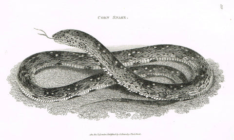 Shaw's Snakes - "CORN SNAKE" - Copper Engraving - 1801