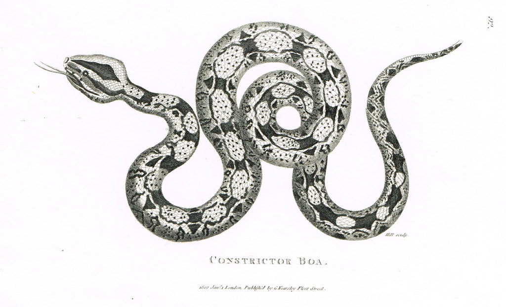 Shaw's Snakes - "CONSTRICTOR BOA" - Copper Engraving - 1801