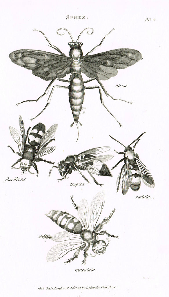 Shaw's General Zoology - (Insects) - "FOUR WASPS (SPHEX)" - Copper Engraving - 1805