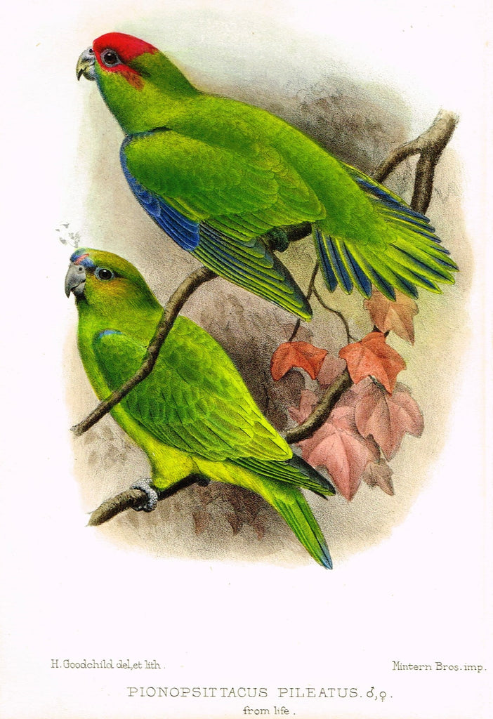 Seth-Smith's Magazine - Birds - "PIONOPSITTACUS PILEATUS (PARROTS)" - Chromo - 1906