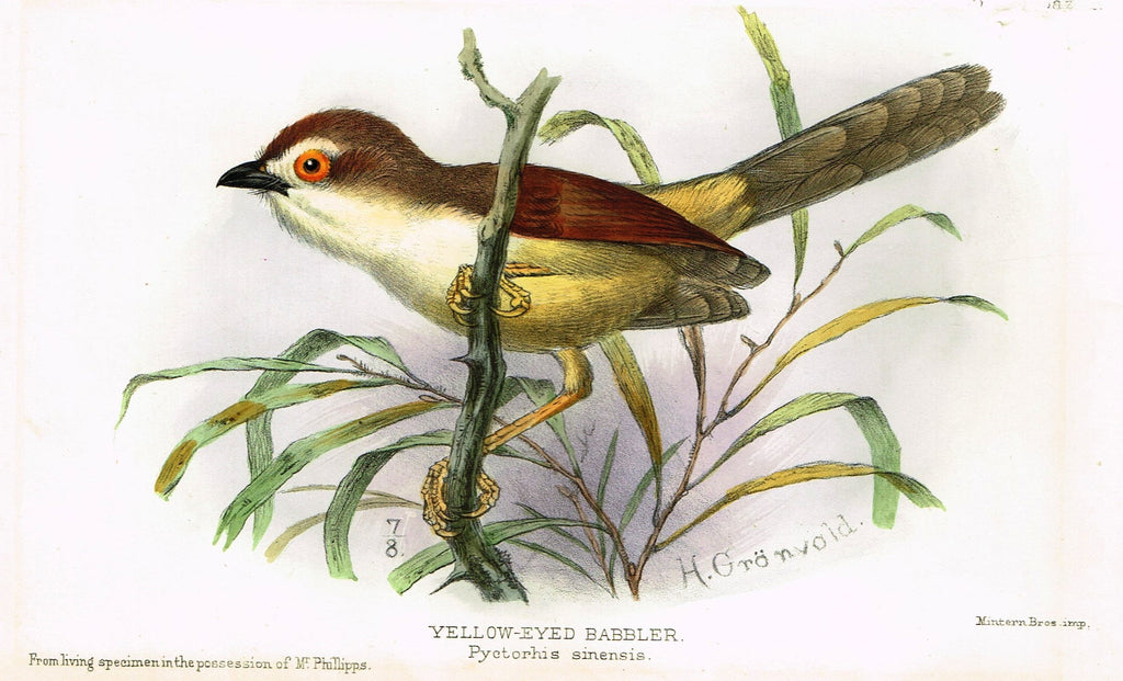 Seth-Smith's Avicultural Magazine - Birds - "YELLOW-EYED BABBLER" - Chromolithograph - 1906