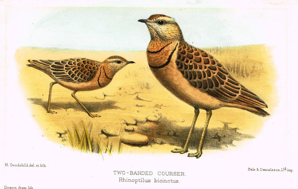 Seth-Smith's Avicultural Magazine - Birds - "TWO-BANDED COURSER" - Chromolithograph - 1906