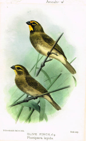 Seth-Smith's Avicultural Magazine - Birds - "OLIVE FINCH" - Chromolithograph - 1906