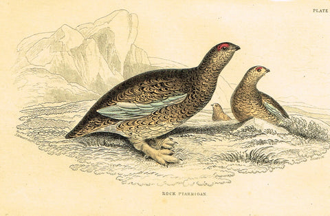 Jardine's Birds - "ROCK PTARMIGAN" - Hand-Colored Engraving - 1833