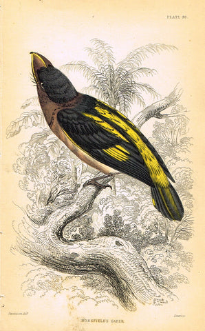 Jardine's Birds - "HORSFIELD'S GAPER" - Hand-Colored Engraving - 1833