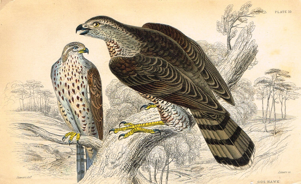 Jardine's Birds - "GOSHAWK" - Hand-Colored Engraving - 1833