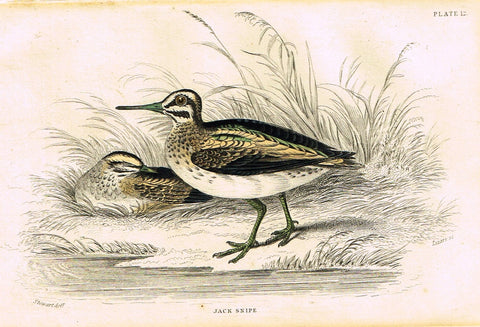 Jardine's Birds - "JACK SNIPE" - Hand-Colored Engraving - 1833