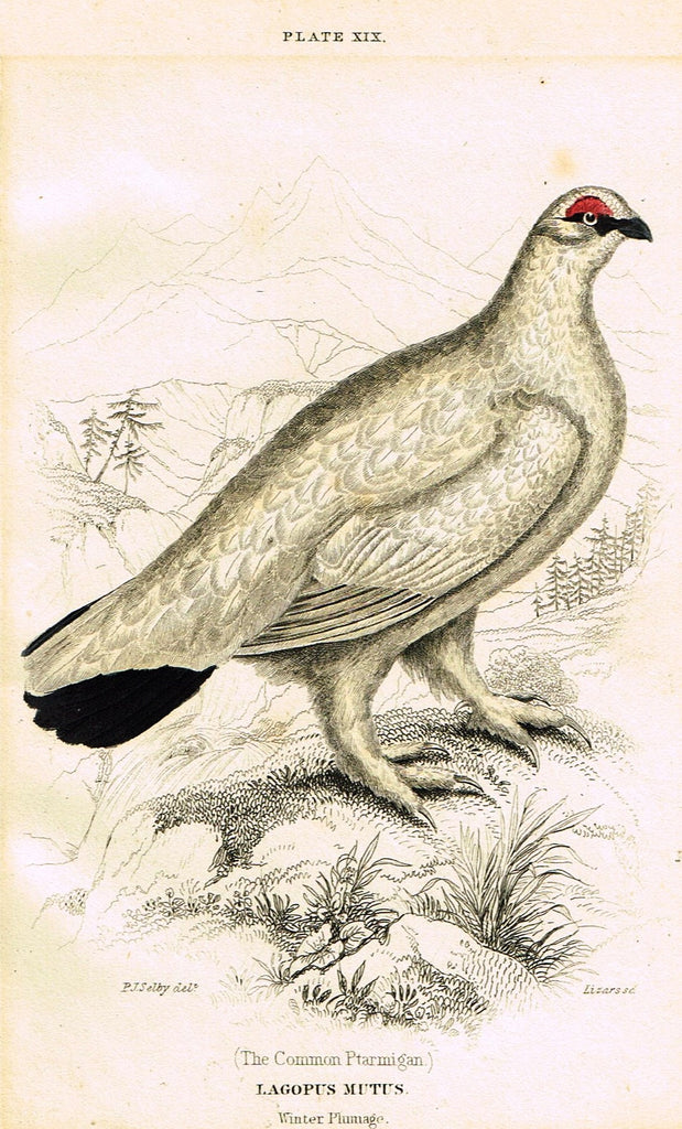 Jardine's Birds - "COMMON PTARMIGAN" - Hand-Colored Engraving - 1833