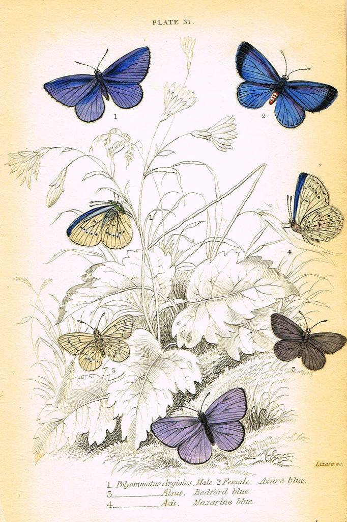 Jardine Butterfly Print - "POLYOMMATUS ARGIOLUS" - Hand-Colored Engraving - 1833